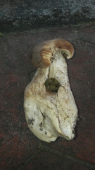 Macrocybe gigantea