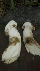 Macrocybe gigantea