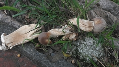 Macrocybe gigantea