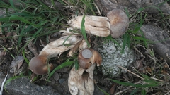 Macrocybe gigantea