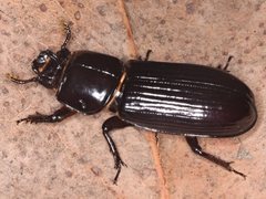 Aulacocyclus edentulus