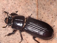Aulacocyclus edentulus