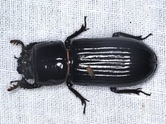 Aulacocyclus edentulus