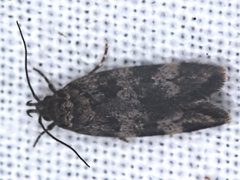 Barea subviridella