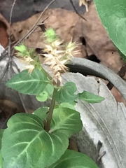 Lepidagathis inaequalis