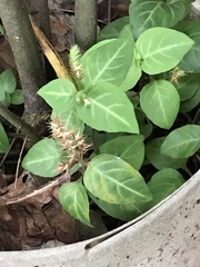 Lepidagathis inaequalis