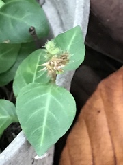 Lepidagathis inaequalis