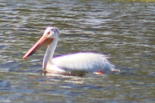American White Pelican photographed in Oregon