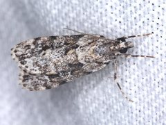 Scoparia syntaracta