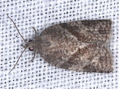 Meritastis laganodes