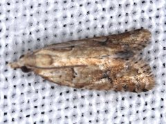 Euphona euphona