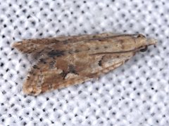 Euphona euphona