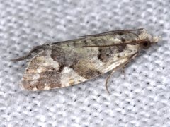 Euphona euphona