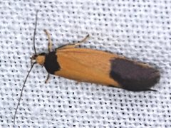 Merocroca automima