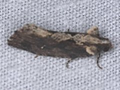 Oxysemaphora notialis