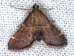 Persicoptera aglaopa