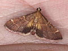 Persicoptera aglaopa