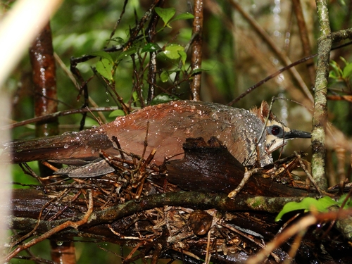 White-breasted Mesite