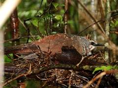 White-Breasted Mesite photo 3