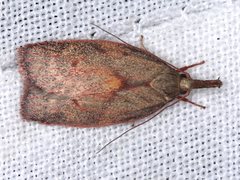 Enchocrates glaucopis