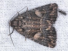 Condica macrosema