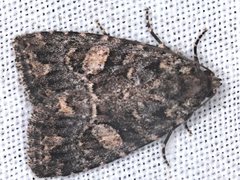 Condica macrosema