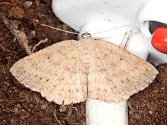 Casbia melanops