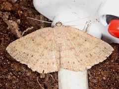Casbia melanops