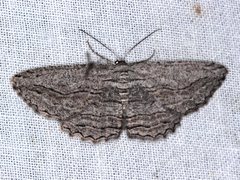 Scioglyptis loxographa