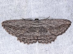 Scioglyptis loxographa