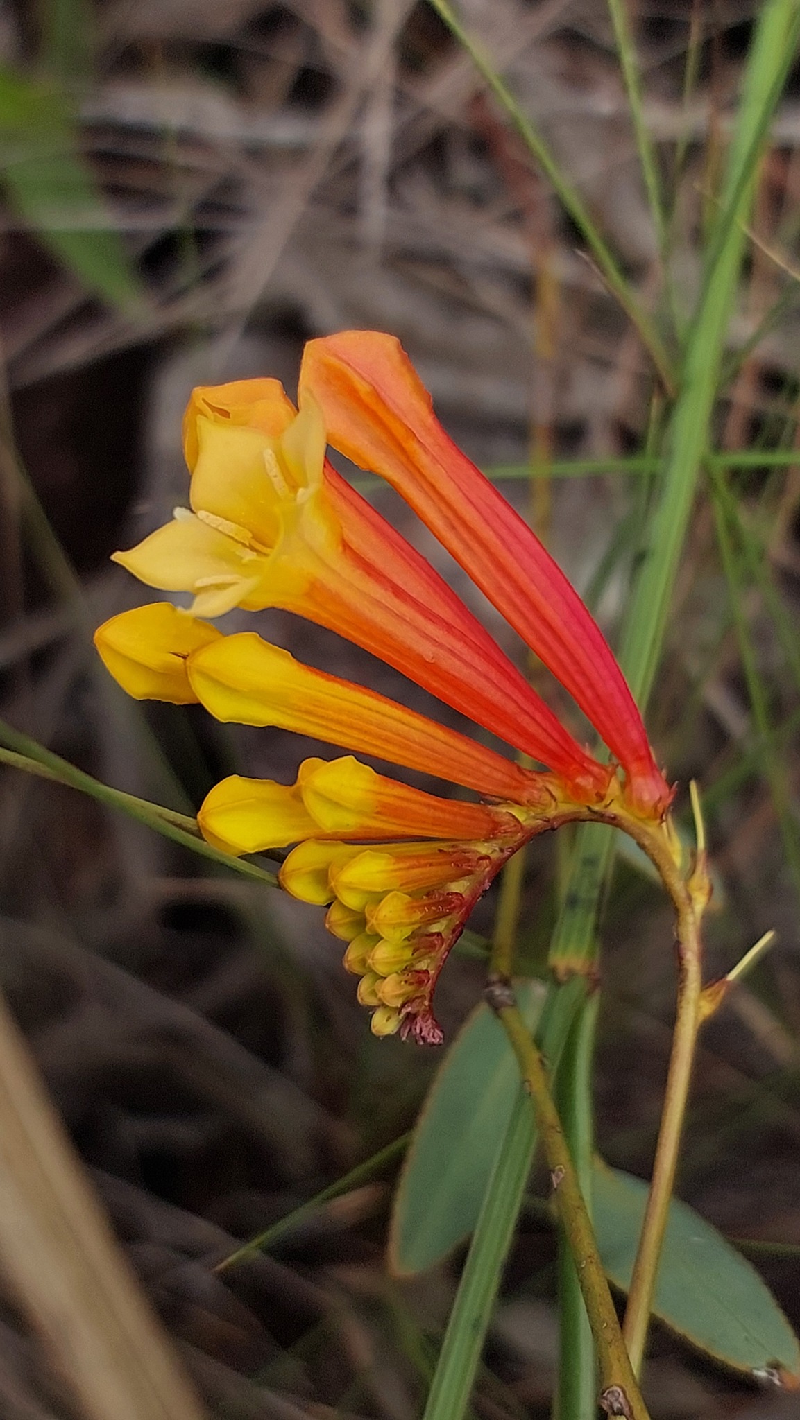 Spigelia pulchella