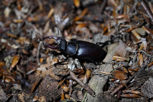 European Stag Beetle, Nijmegen-Oost, Nijmegen, Netherlands, photo 7 of 10