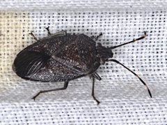 Acanthosomatidae