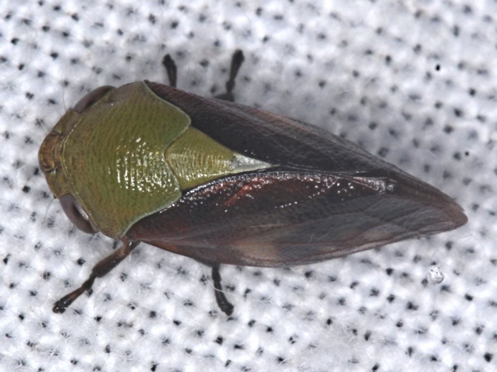 Enderleiniinae