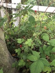 Rubus