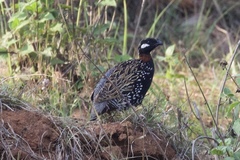 Francolinus francolinus