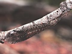 Glenoleon pulchellus