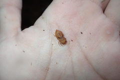 Melligomphus guangdongensis