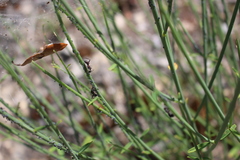 Aphis cytisorum cytisorum