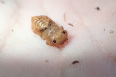 Melligomphus guangdongensis