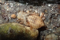 Melligomphus guangdongensis