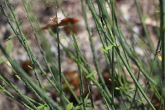 Aphis cytisorum cytisorum