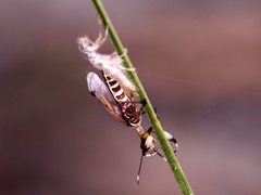 Calomantispa venusta