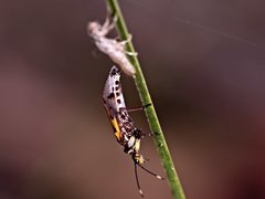 Calomantispa venusta