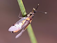 Calomantispa venusta