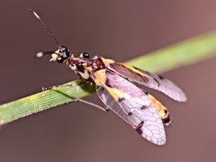 Calomantispa venusta