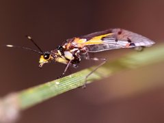 Calomantispa venusta