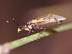 Calomantispa venusta