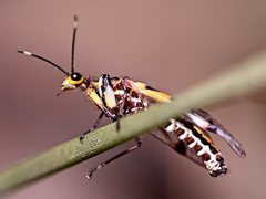 Calomantispa venusta