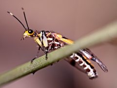 Calomantispa venusta